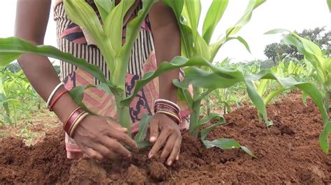 Amharic Gardening Wisdom: Unveiling Ancient Practices and Cultivating Nature's Bounty