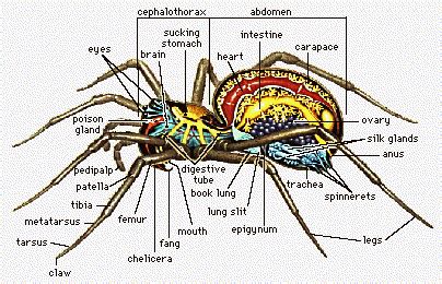 Do Spiders Have Protein?