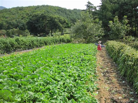  Understanding Our Food: A Journey Through Korean Agriculture