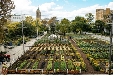 Understanding Urban Gardens: A Brazilian Perspective on Sustainable Living